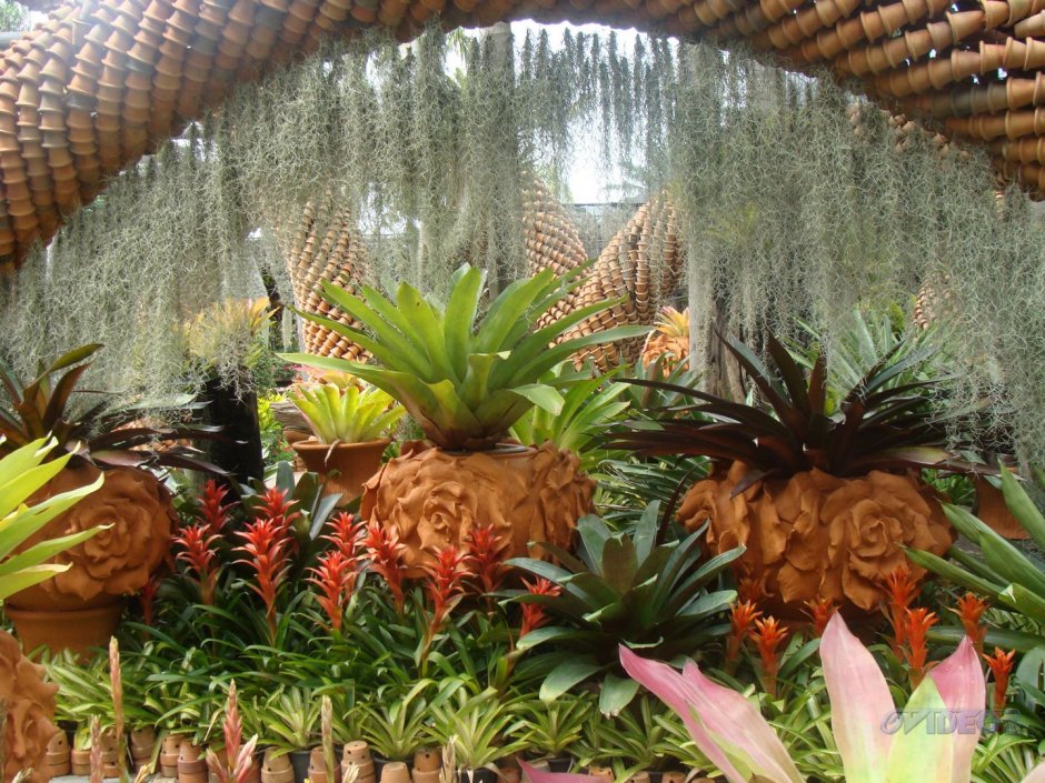 Тропический сад Нонг Нуч сад орхидей