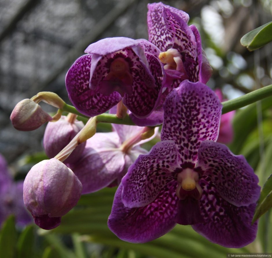 Vanda Орхидея Vanco