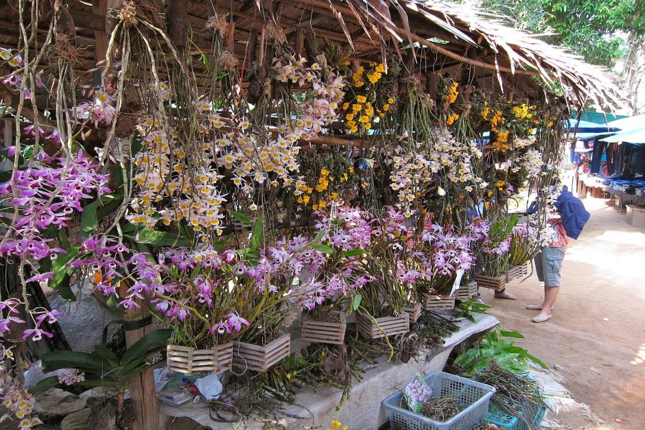 Рынок орхидей