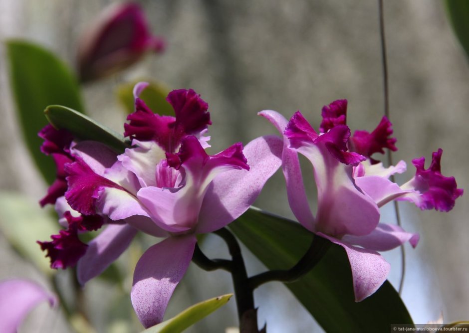 Орхидея Каттлея Нонг Нуч