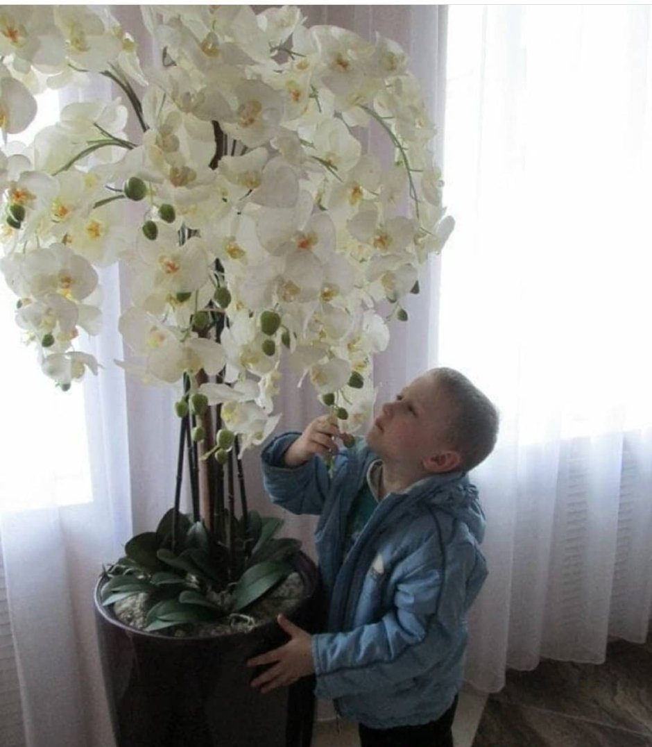 Орхидея фаленопсис куст