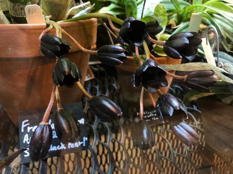 Фредкларкеара – самая черная Орхидея в мире