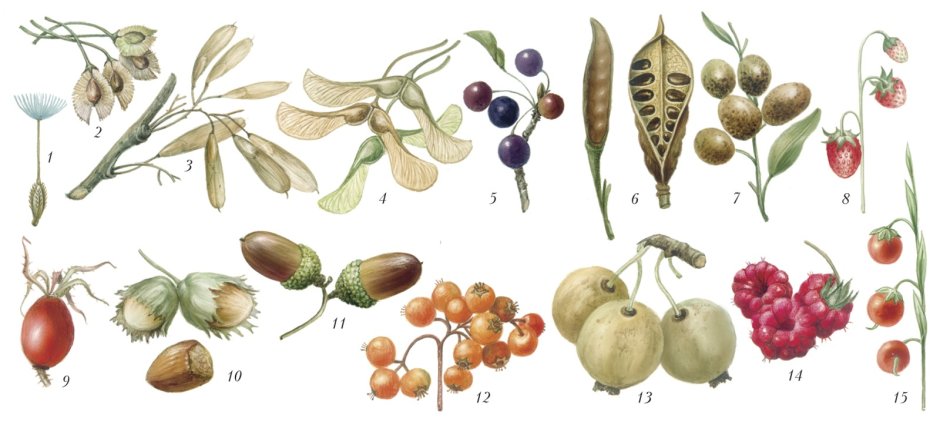 Плоды покрытосеменных растений