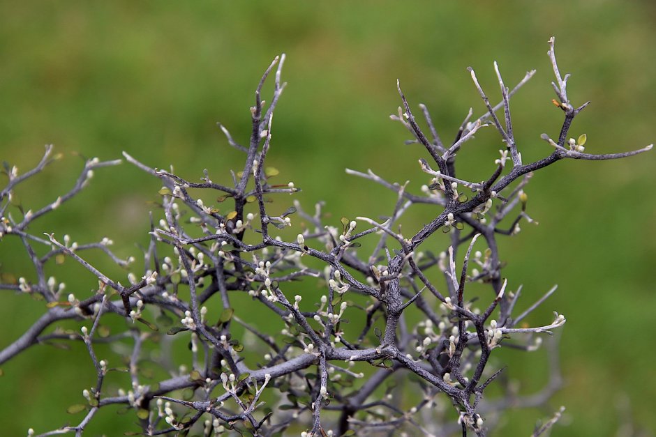 Blackthorn растение