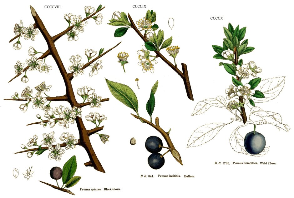 Слива колючая, Терн - Prunus spinosa дерево