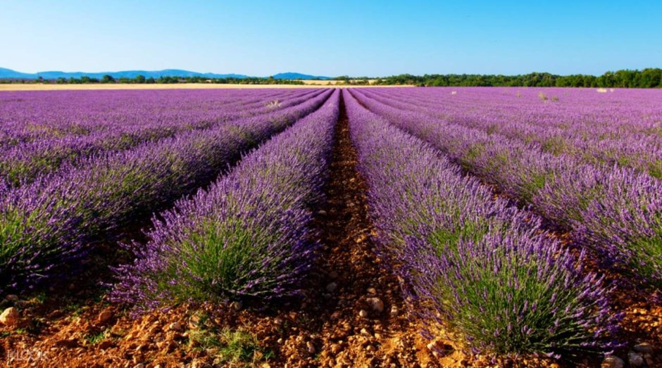 Лавандовые поля Aix en Provence