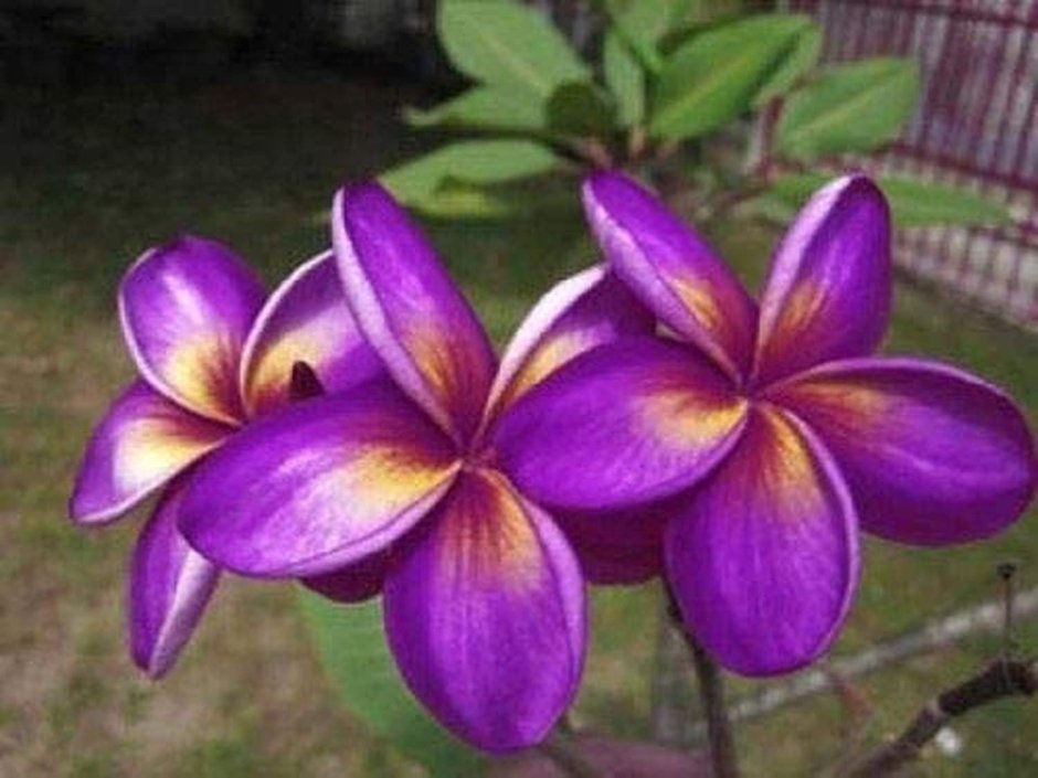 Пурпурный Плюмерия цветок