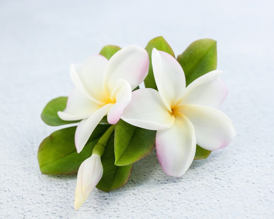 Гавайские цветы фото