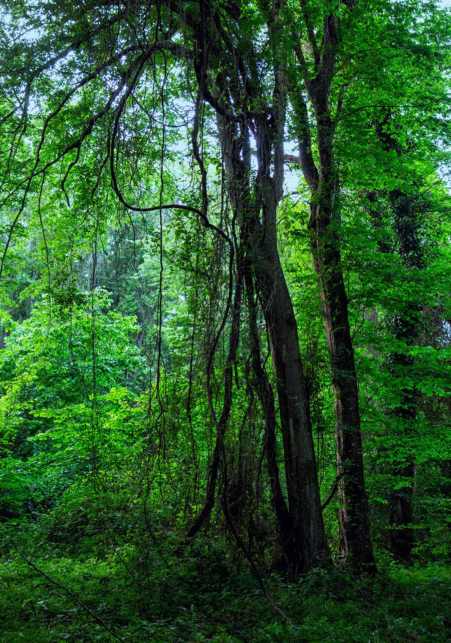 Самурский лес в Дагестане