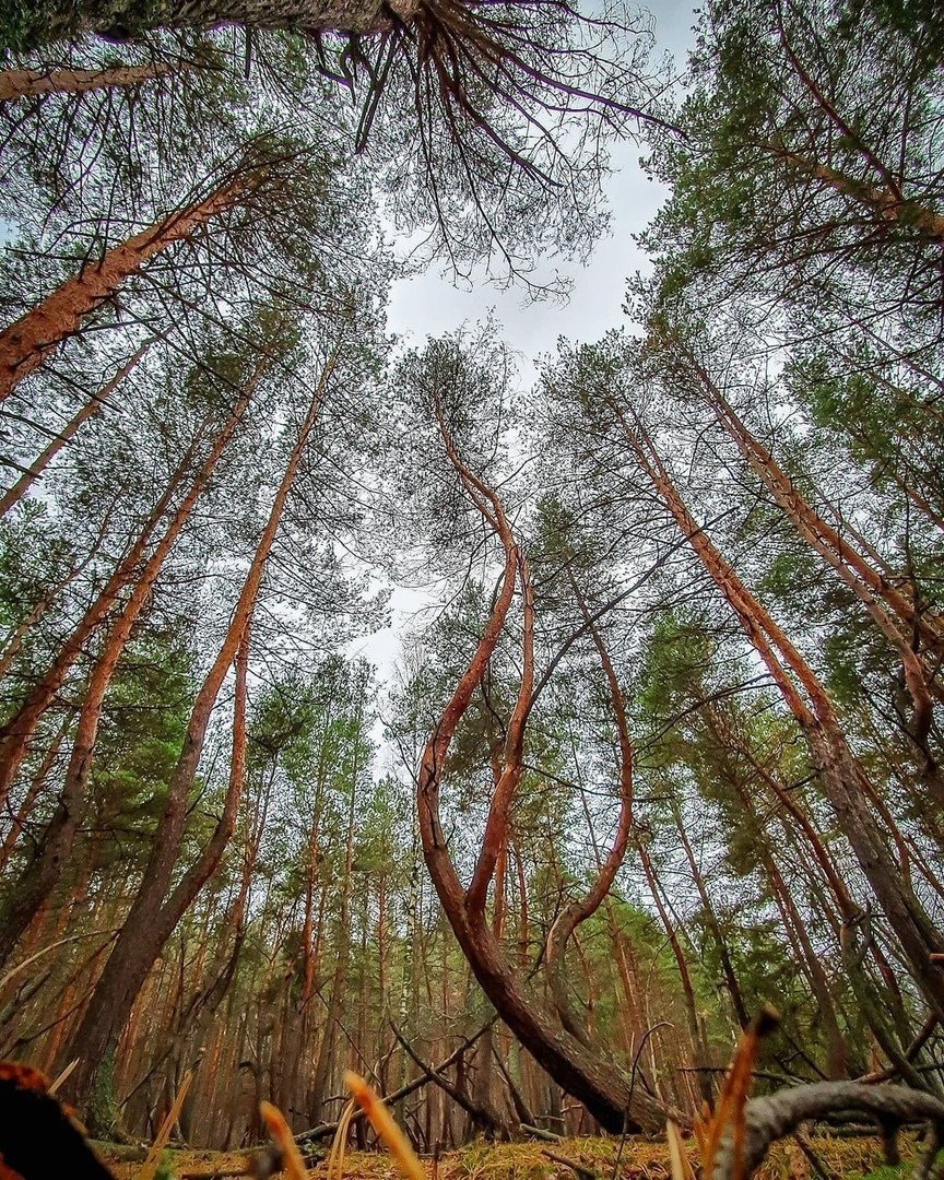 Танцующий лес Тырново Рязанская область