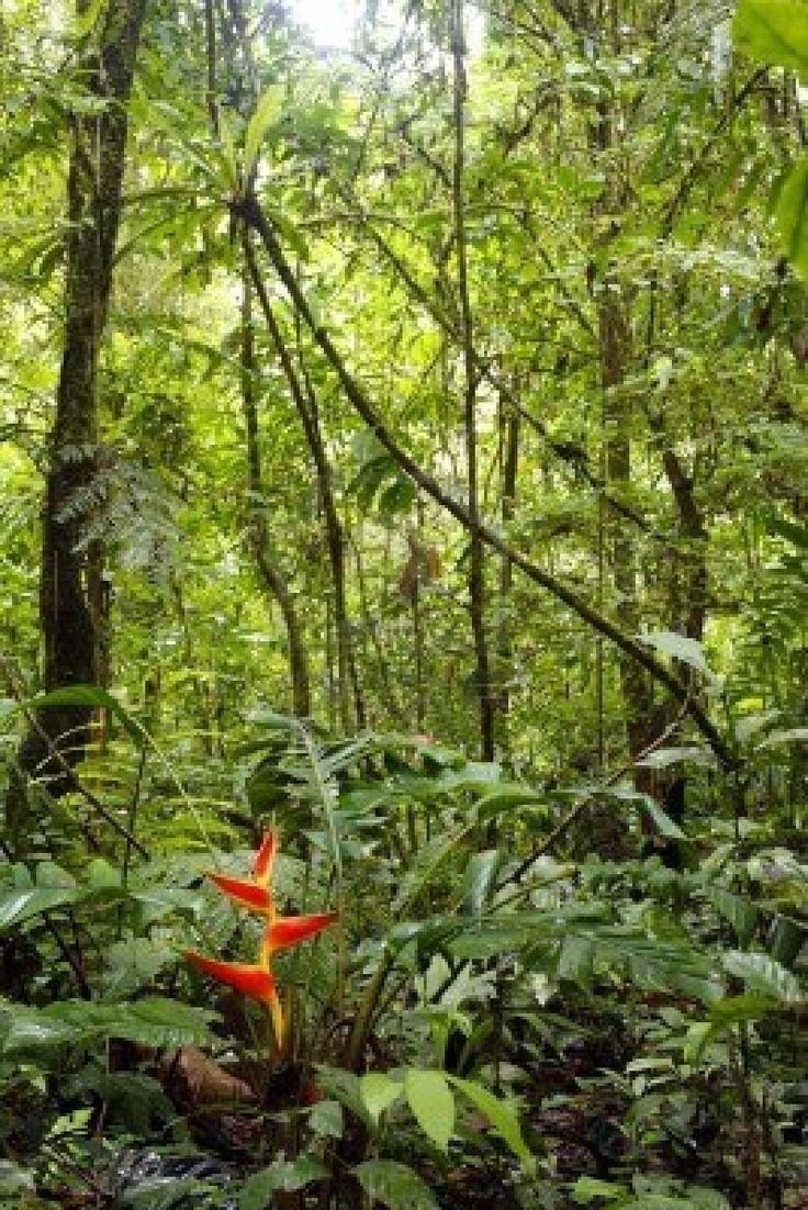 Артериум в тропических лесах