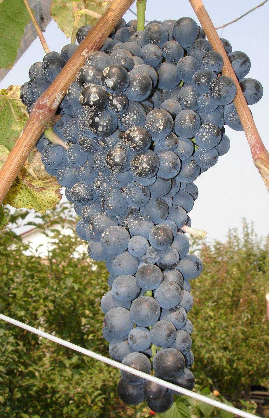 Виноград памяти шатилова
