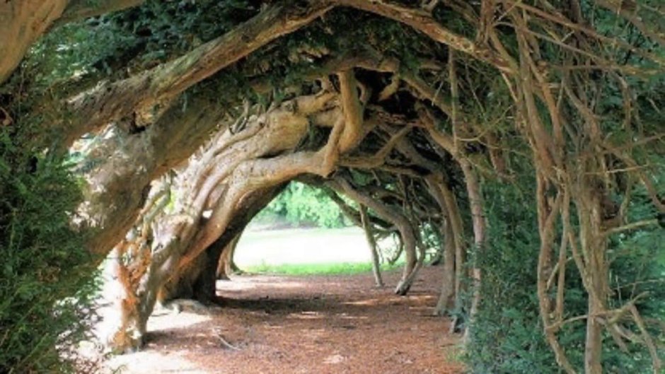 Тисовые деревья Англии