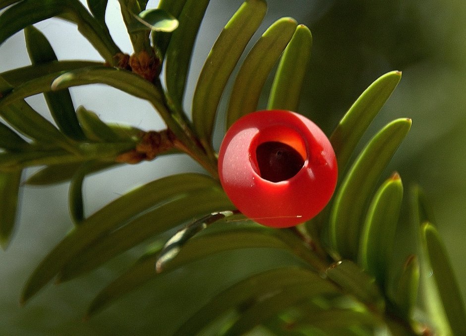 Тис ягодный (Taxus baccata David p9)