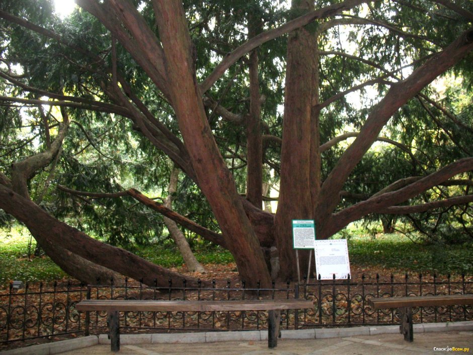 Дерево бесстыдница в Никитском Ботаническом саду