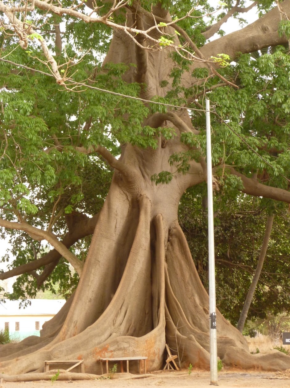 Махагониевое дерево