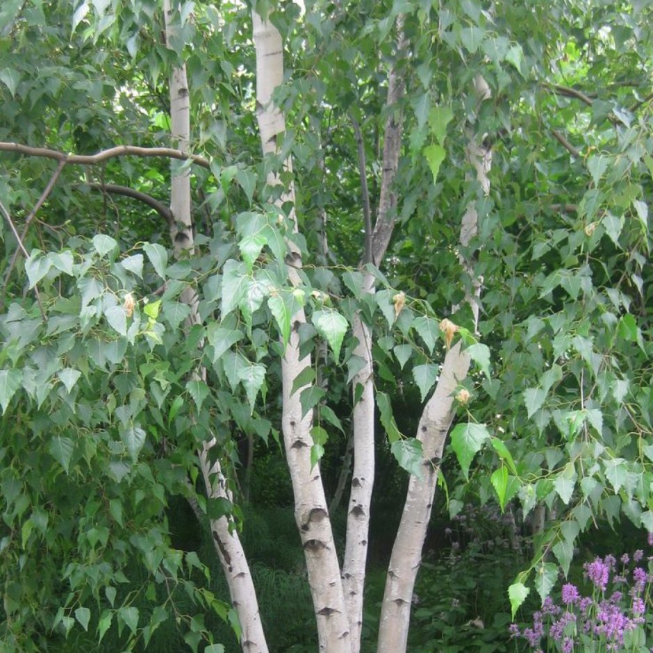 Береза гималайская Betula utilis 'Doorenbos'