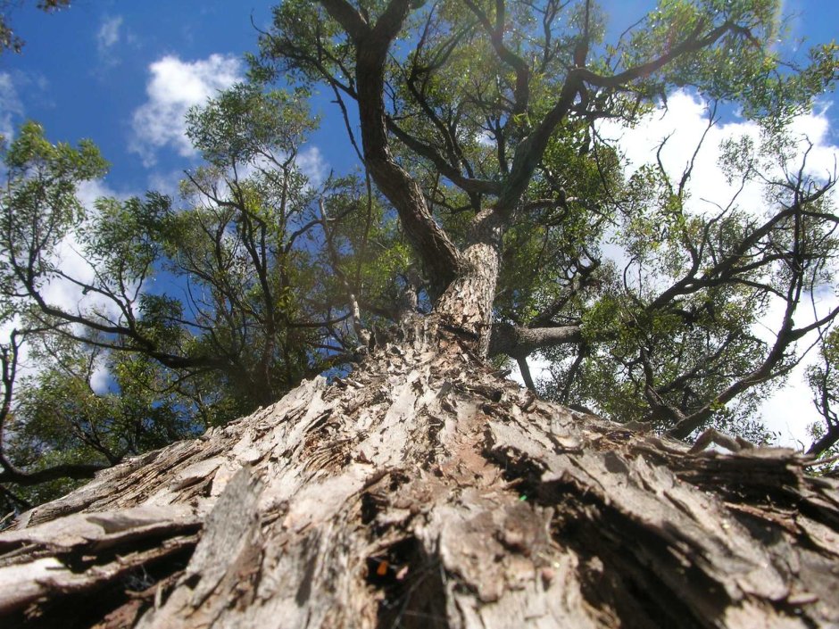 Джарра дерево Австралии