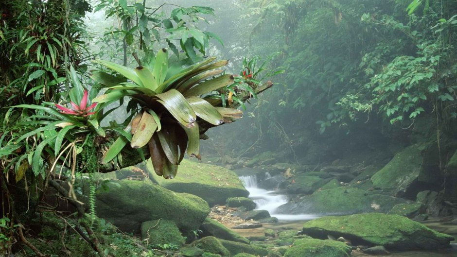 Амазонские джунгли Бразилия