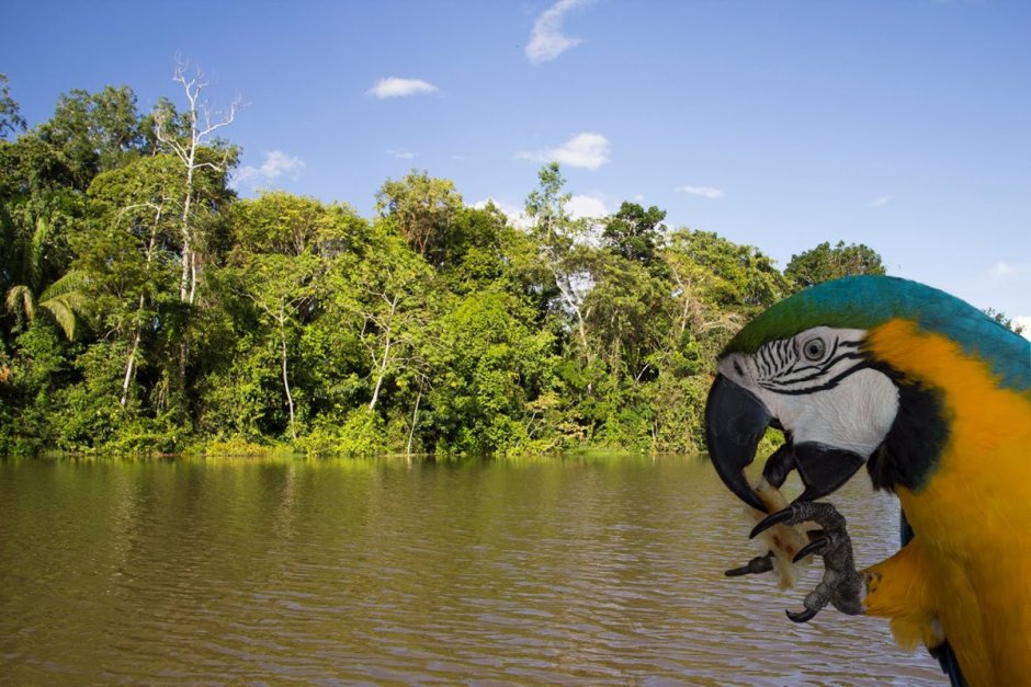 Гвианская Амазония национальный парк