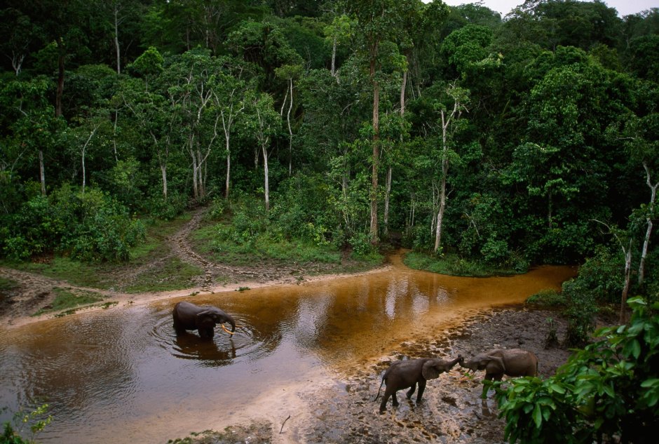 Габон национальный парк