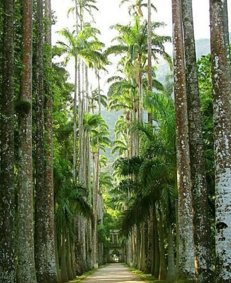 Ботанический парк в Рио-де-Жанейро Бразилия