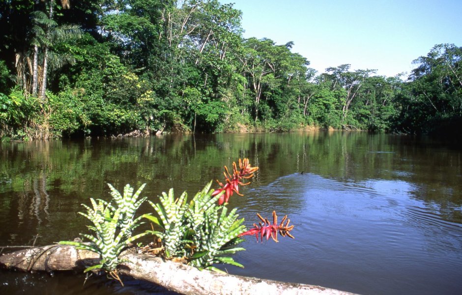 Тропический лес бассейна реки амазонки