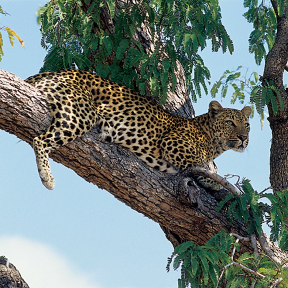 Леопард Конго