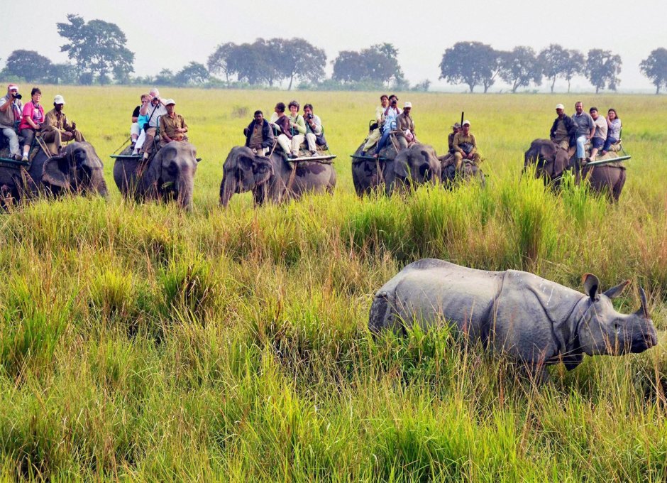 Национальный парк Казиранга Индия