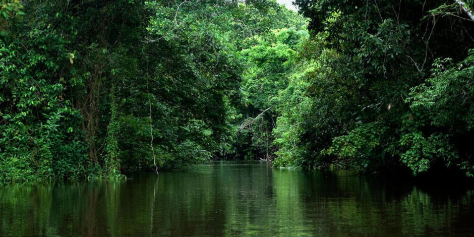 Леса амазонки