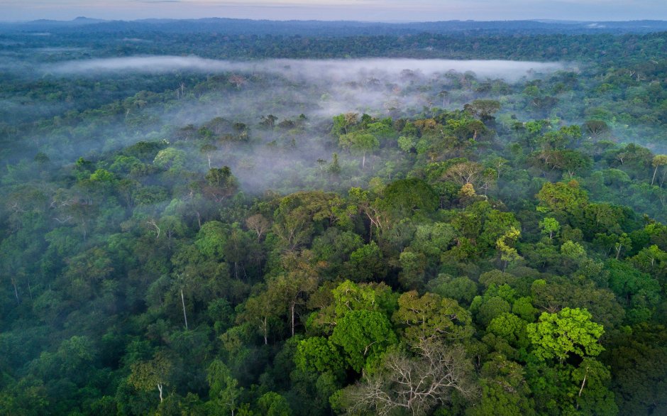 Леса центральной Амазонии Бразилия