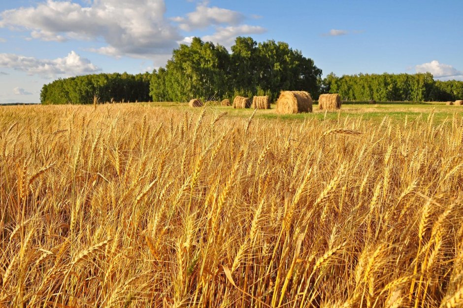 Пшеничные поля Волосовского района
