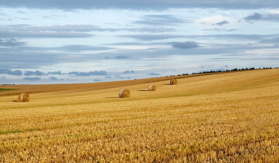 Поле пшеничное поле Кугарчинский район