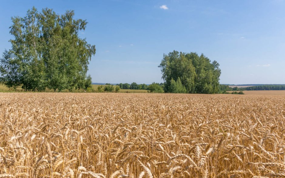 Пшеничное поле село Тумул