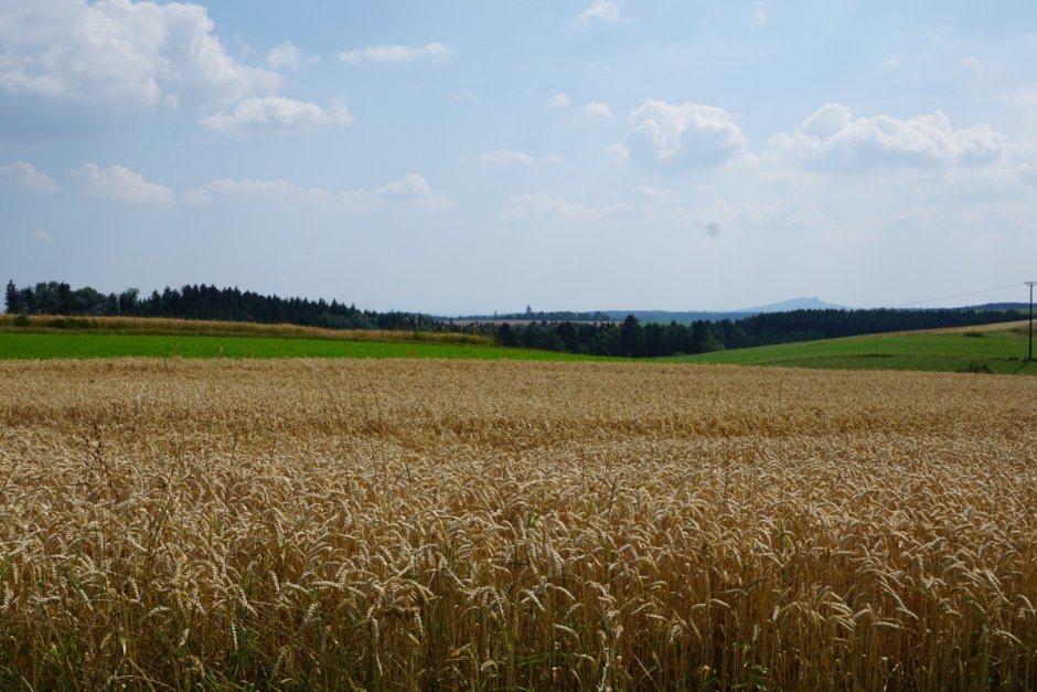 Пшеничные поля в Альметьевске