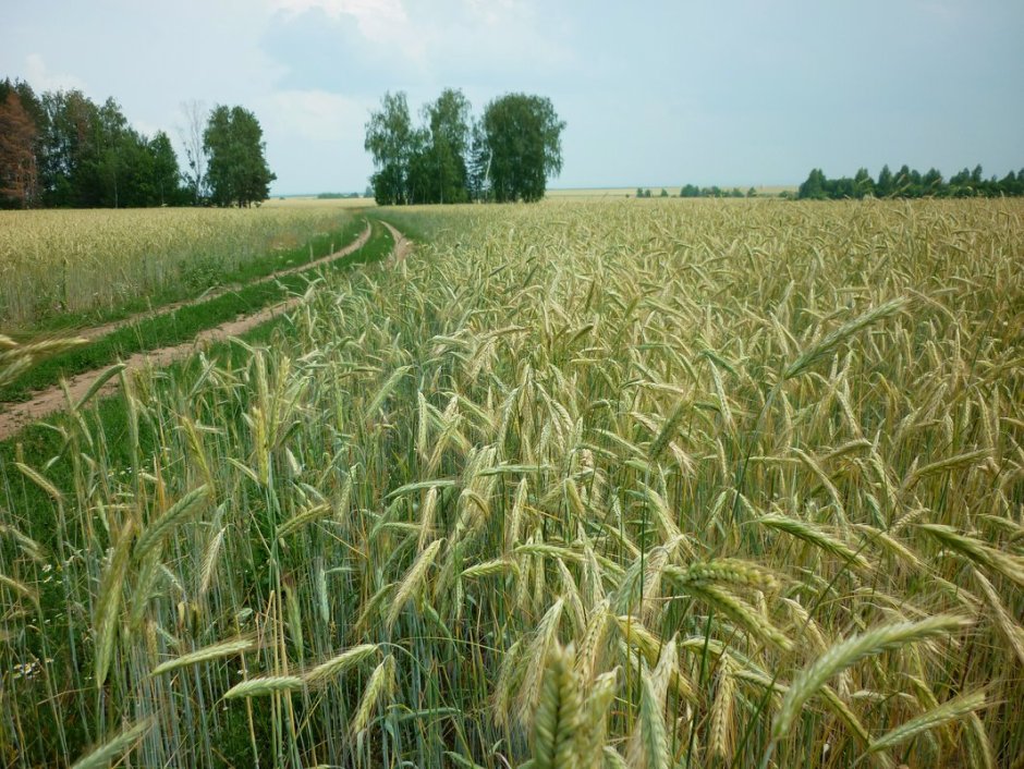 Золотое поле пшеницы Ракитное