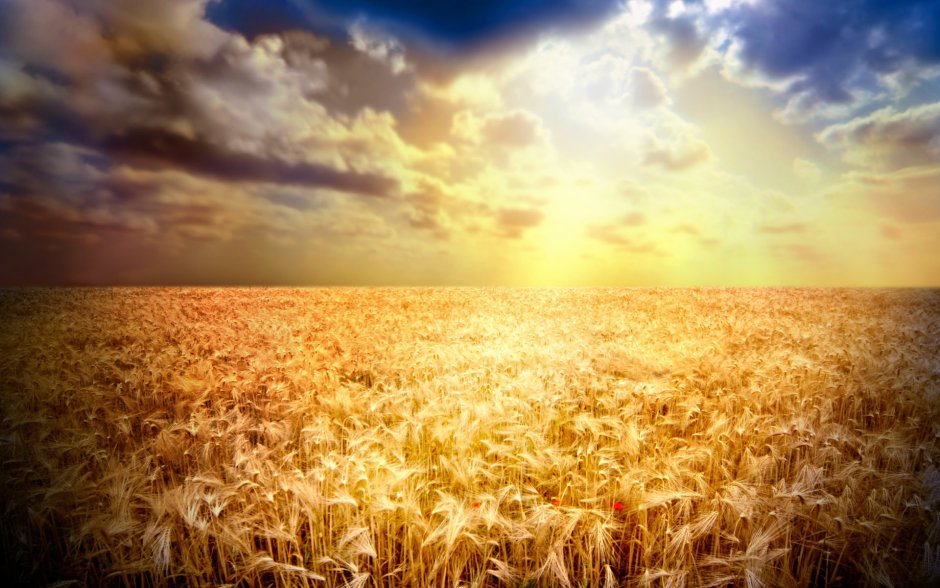Бескрайние поля пшеницы