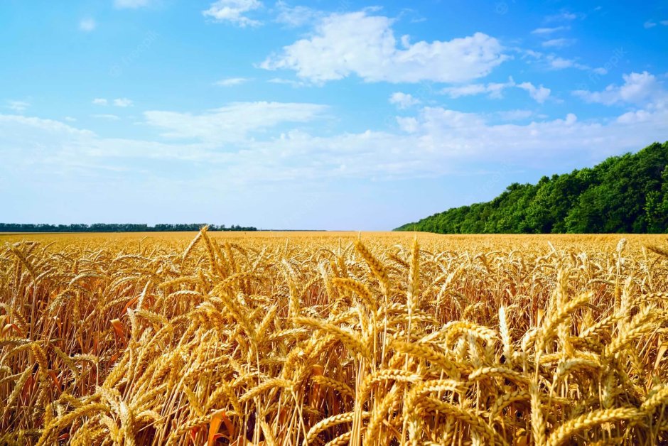 Пшеничные поля в Подмосковье
