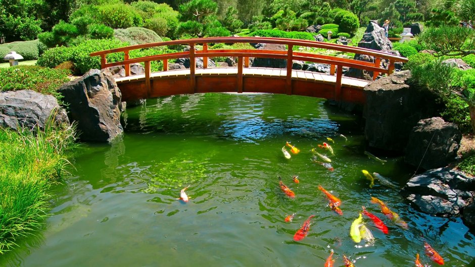 Японский сад с карпами кои