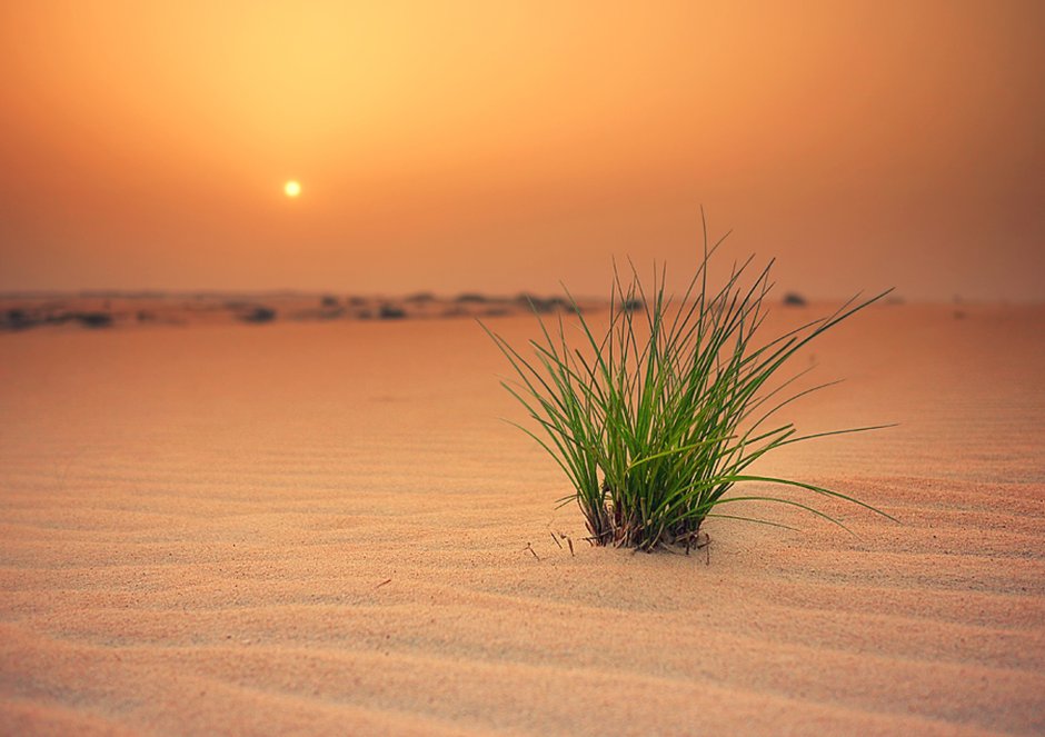 Трава в пустыне