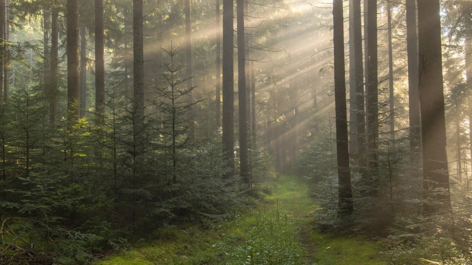 Атмосферный лес
