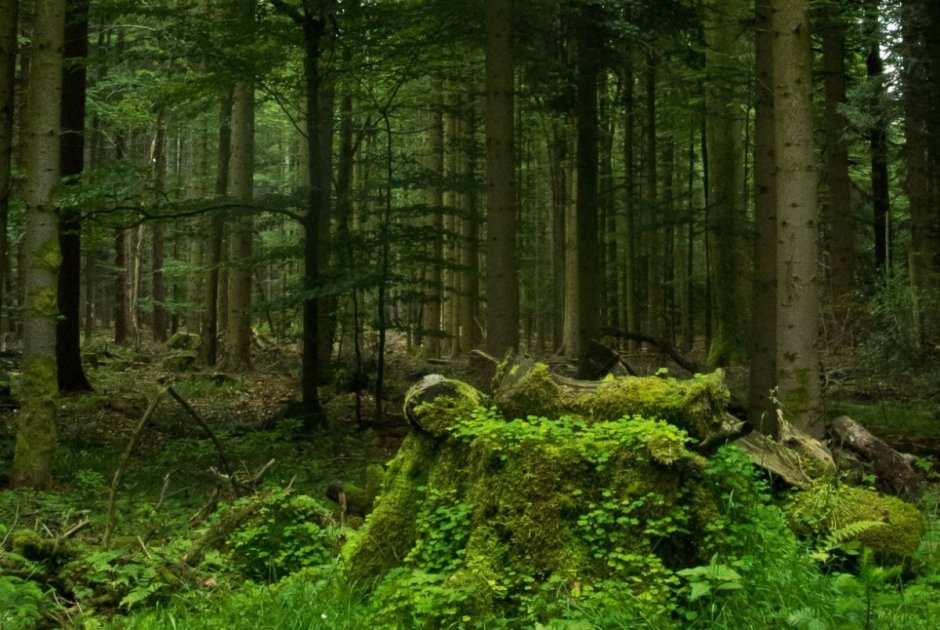 Шварцвальд темный лес