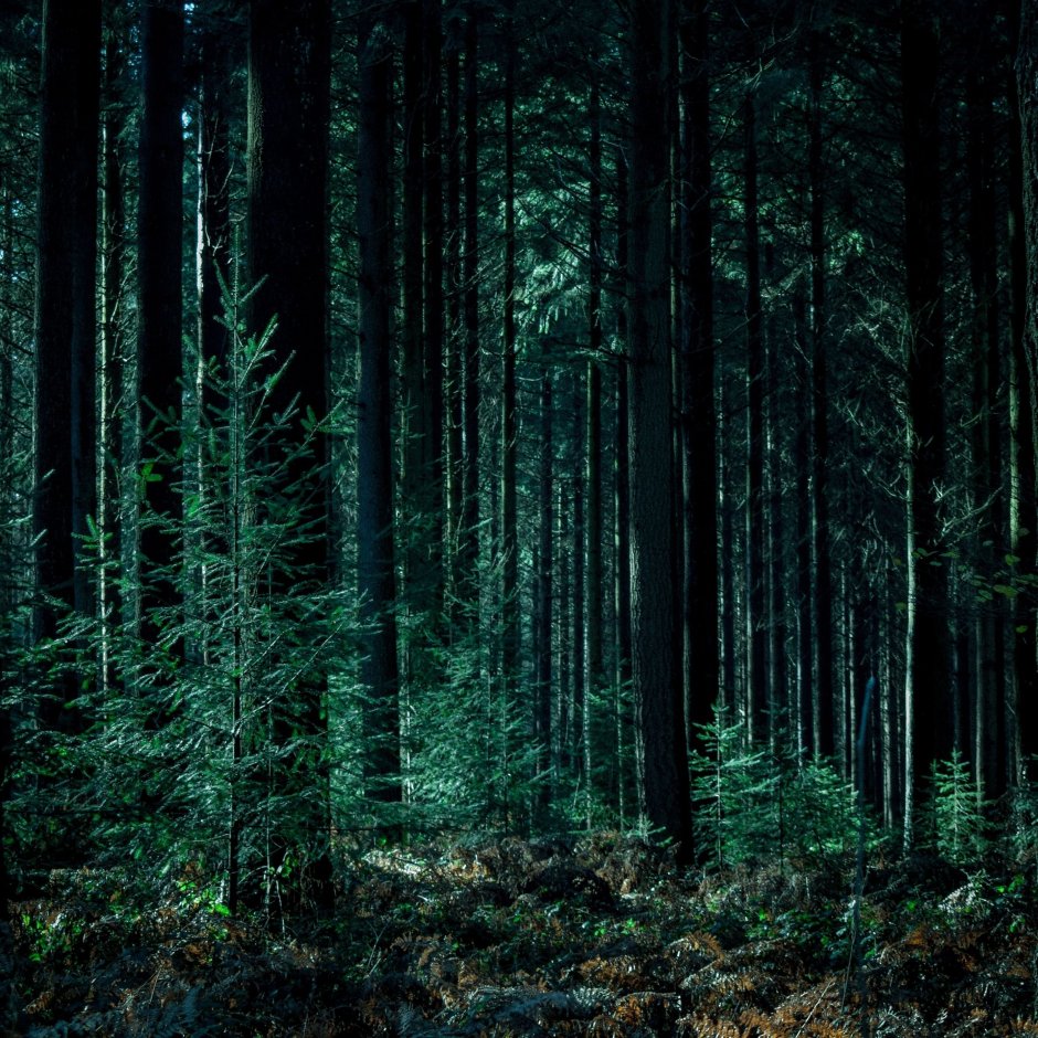 Хвойный лес
