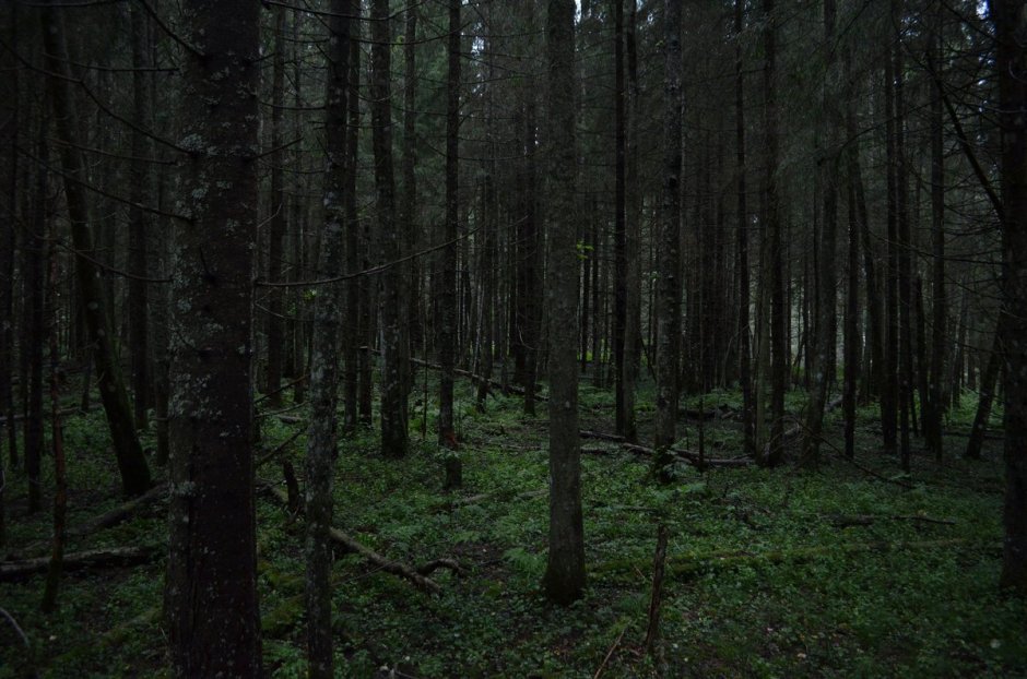 Темный лес / the Woods