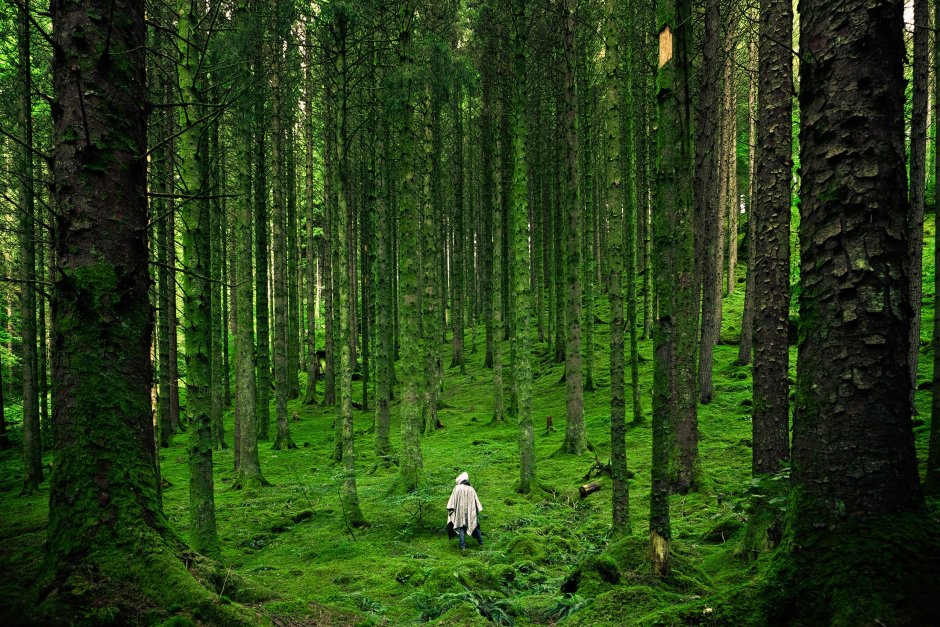 Дремучий лес в Шотландии