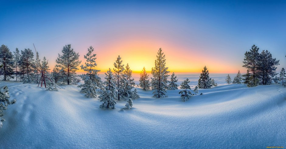 Панорама зимнего леса
