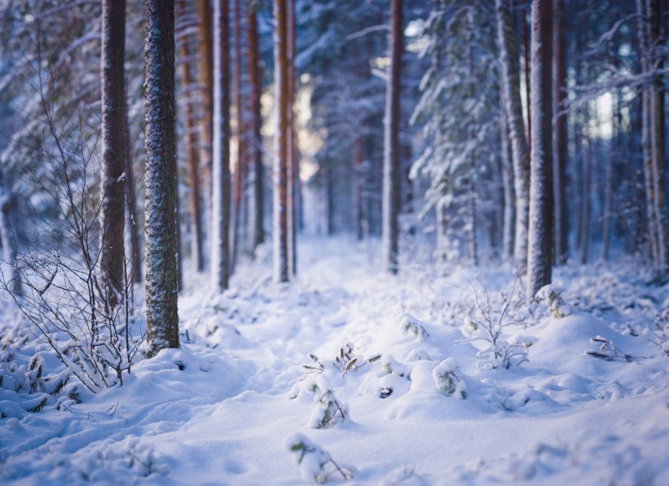 Лес в снегу