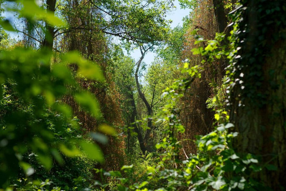 Самурский лиановый лес в Дагестане