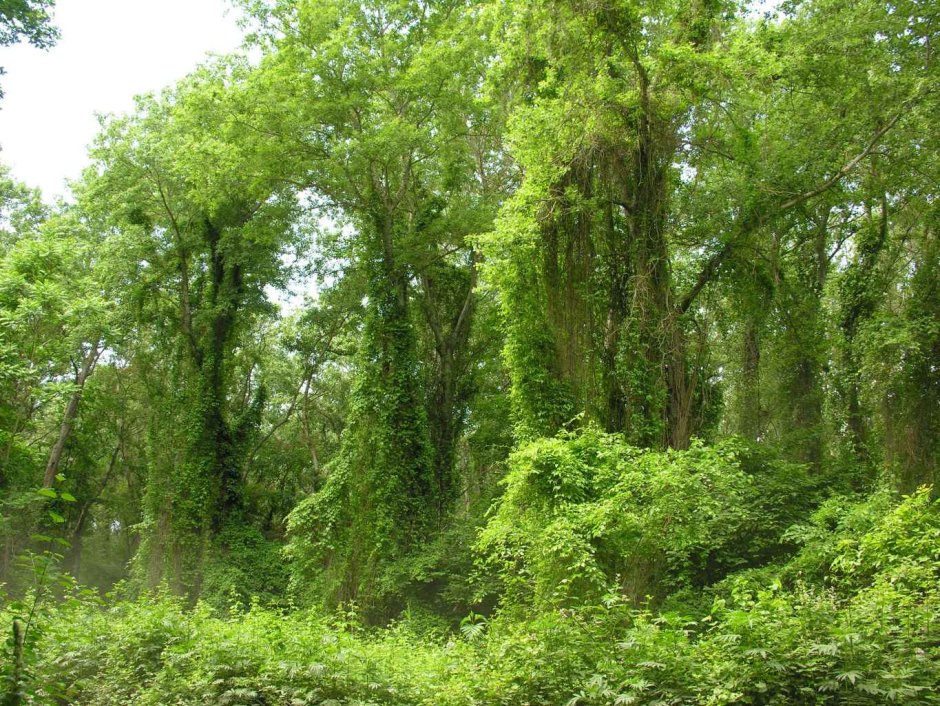 Самурский лиановый лес в Дагестане