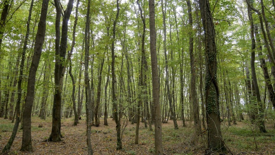 Субтропический лиановый лес в Дагестане